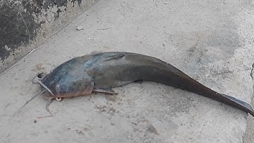 Duy Cá Ngát/Điểm câu cá ngát, cá út ở Nhà Bè.