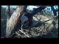 aguila calva vs buho cornudo - bald eagle vs great hornet owl