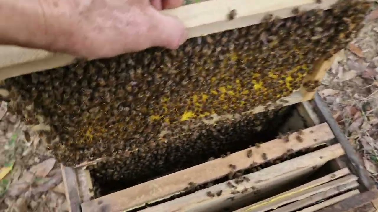 Thời tiết tốt hoa nở rộ anh em tranh thủ dãn cầu nhé