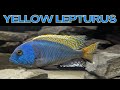 The biggest colorful cichlid