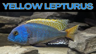 The Biggest Colorful Cichlid by Riffwaters 2,107 views 8 months ago 10 minutes, 23 seconds