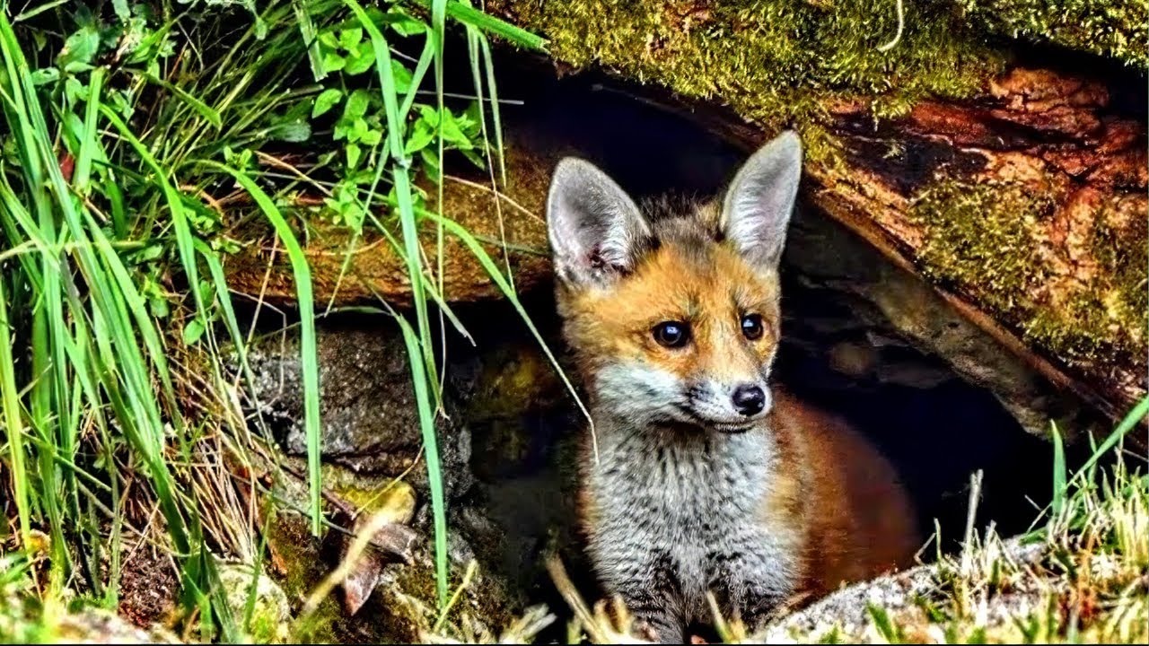 Французская деревня: первые шаги в дикую природу
