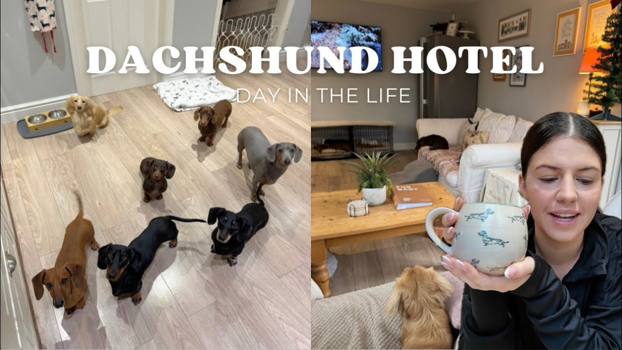 A day in the life at our Dachshund Hotel - YouTube