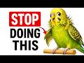 If Your Budgie Does THIS With Its Feathers, Stop What You're Doing