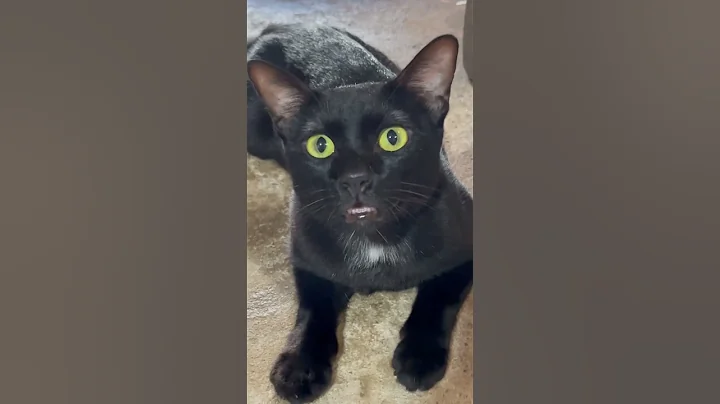 Video 10067391: cat funnycats kitten cutecat, cat kitten cute funnycats, cat kitten cutecat funny, cats kitten cute black