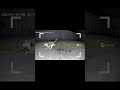 Cat Saves Mouse From Snake