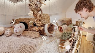 GUINEA PIG VLOG! 🐽 Spot Cleaning & Updates