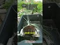台所の食用玉ねぎから玉ねぎは出来るのか？短縮バージョン　#土嚢袋栽培