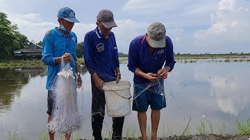 Nước Tràn Lên Ruộng Xách Lưới Và Xác Mắm Bắt Cá Rô Đồng Nấu Canh Mồng Tơ.Góc Làng Quê #350