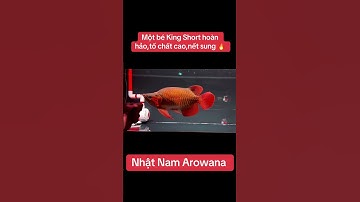 🇻🇳❤️‍🔥🐲 #huyetlong #arowana #cárồng #fish #cacanh