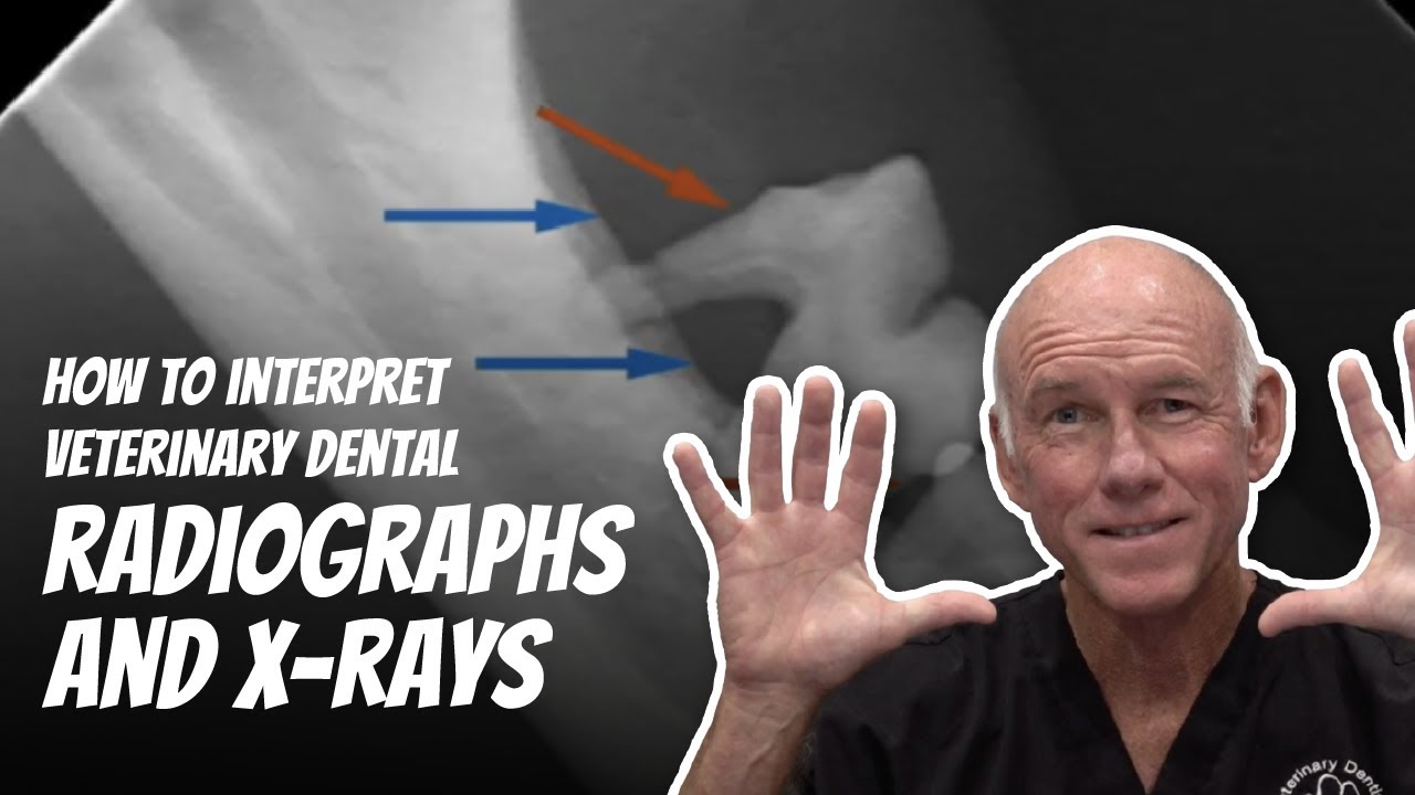 FREE Webinar Preview on Veterinary Dental XRay Interpretation YouTube
