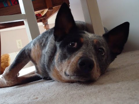 australian-cattle-dog:-what-you-need-to-know-before-getting-one