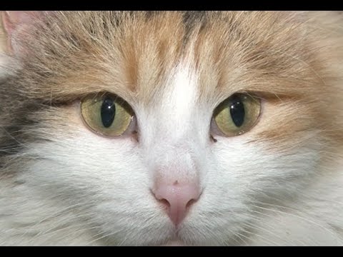 Кототерапия