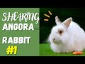 Shearing angora rabbit 