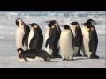 Emperor Penguins in Antarctica