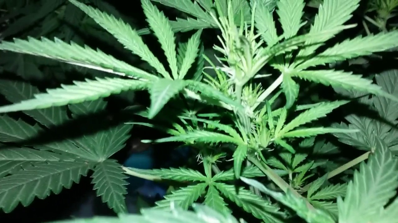 Candy kush auto update...