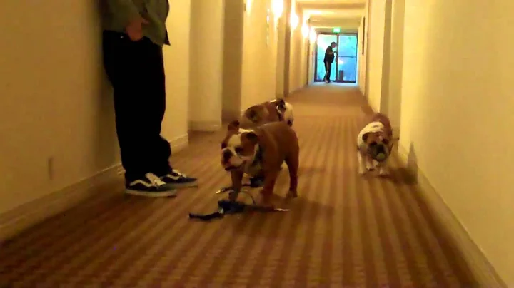 Tillman and Friends Hanging at the Hotel