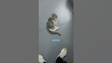 春天来了小猫咪也想浅尝爱情的苦 希望臭臭早日明白 不被家长看好的感情 是不会幸福的 它和金渐层有缘无份#我和我的猫 #猫咪 #矮脚猫