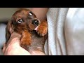 AWW CUTE BABY ANIMALS - Funny and cute moments of animal loving family - OMG Soo Cute #17
