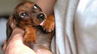 AWW CUTE BABY ANIMALS  Funny and cute moments of animal loving family  OMG Soo Cute #17
