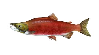 Нерка или красная рыба семейства лососевые
