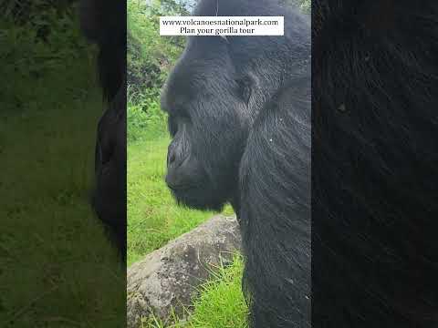 Video: Volcanoes National Park, Ռուանդա. Ամբողջական ուղեցույց