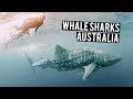 Swimming with WHALE SHARKS in Ningaloo Reef | Australia Road Trip