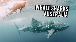 Swimming with WHALE SHARKS in Ningaloo Reef | Australia Road Trip