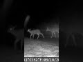 Front kicking deer on a rainy, dark night