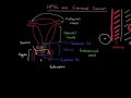 HPVs and Cervical Cancer Part 1