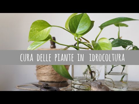 Cura delle piante in idrocoltura