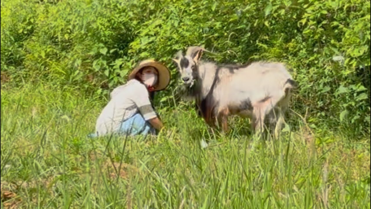 Country Life] Goat walks and firewood making, a relaxed life in