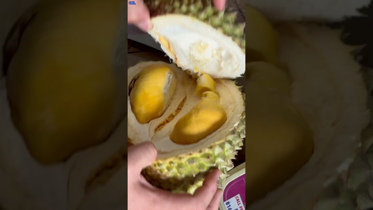 Penang Balik Pulau Durians 