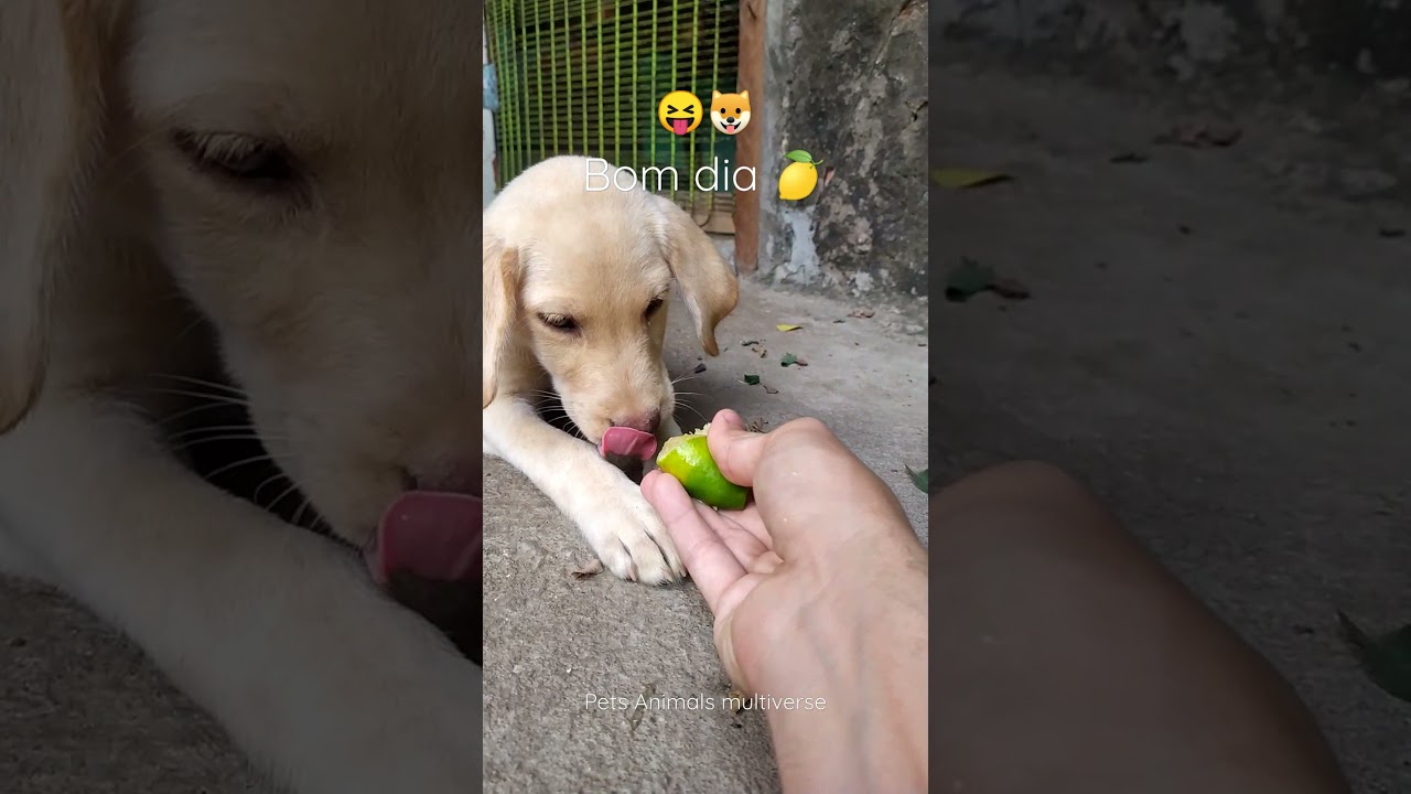 filhote e cachorro labarador