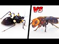 年度冠軍出爐！虎頭蜂 vs 刺客蟲 (昆蟲版) / Asian Giant Hornet vs Assassin bug