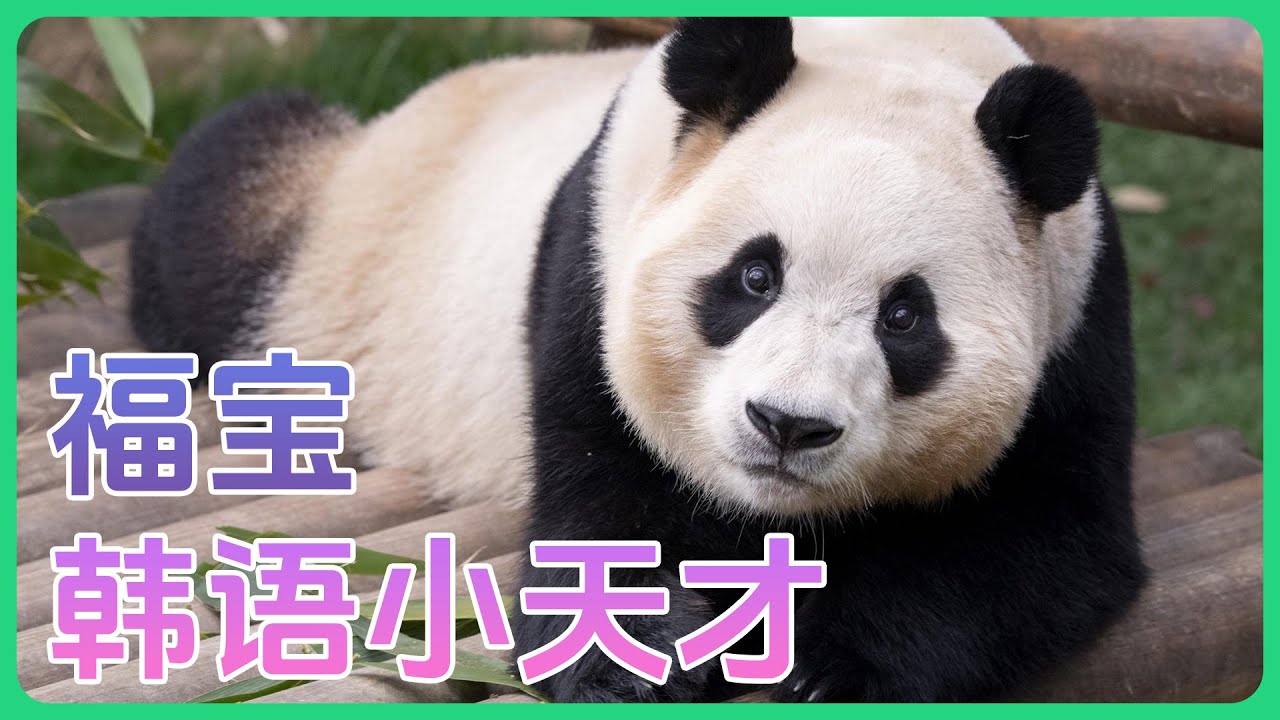 韩语小天才福宝，和爷爷交流无障碍