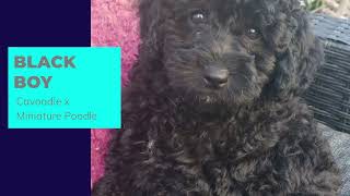 Cute, Cuddly, Miniature Cavoodle Puppy seeks loving home.