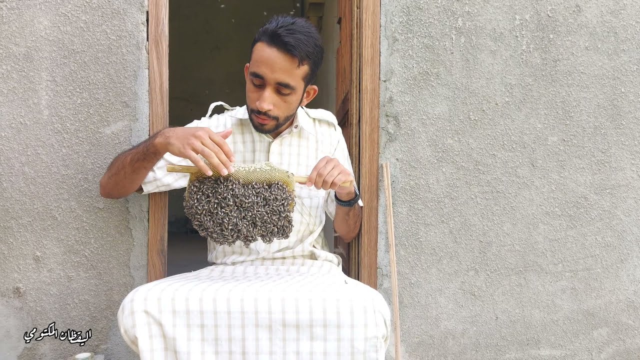 قص خلية نحل أبو طويق عماني ..موسم السدر نوفمبر 2021.