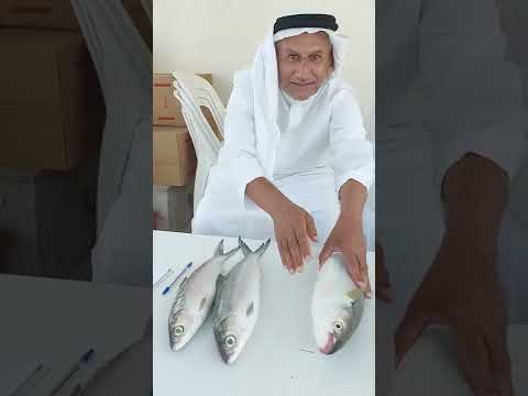 ابوظبي مقارنه البياحه والعيفاه مع نوخذاي محمد سعيد بن جبر السويدي