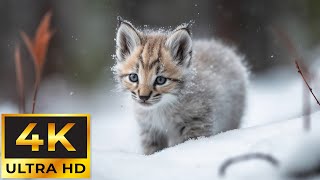 Baby Animals 4K - Collection Lovely Moments Of Baby Animals On Earth With Relaxing Music by Tiny Paws 5,663 views 1 month ago 11 hours, 54 minutes