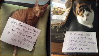 Caught Red-Pawed! 50 Cats Exposed For Their Mischief