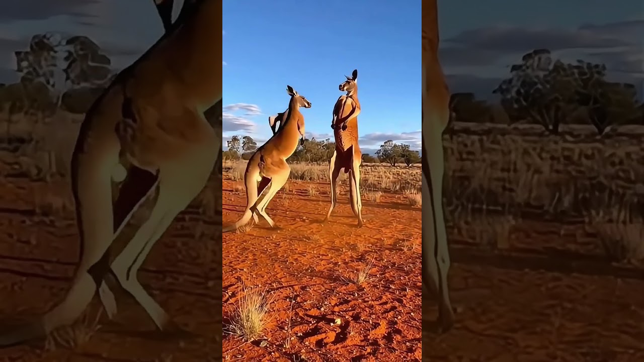 Kangaroo vs Kangaroo: Who Wins 