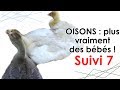 OISONS : suivi n°7 - Où sont mes PETITS BÉBÉS ?! 😂