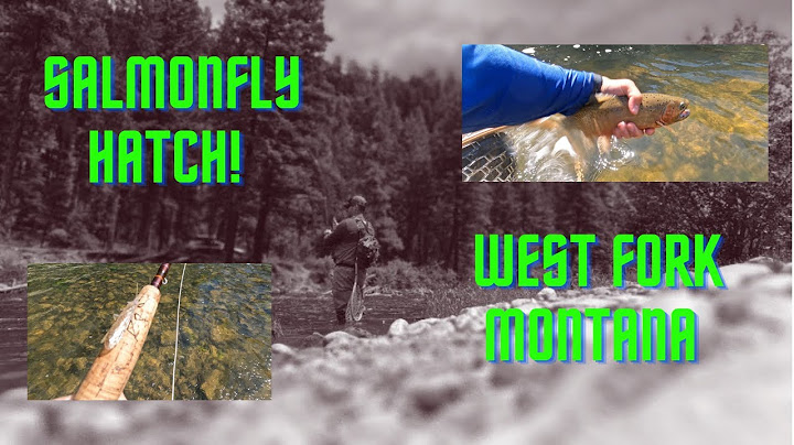 West fork bitterroot river fishing report