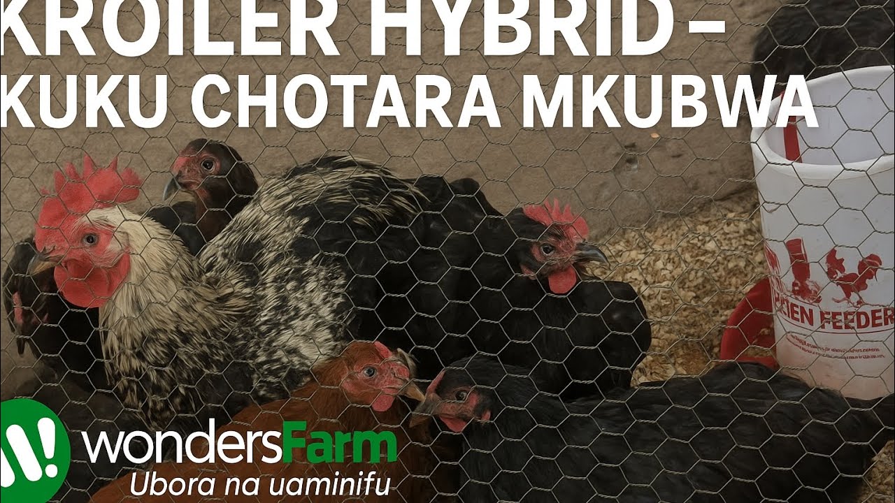 KUKU KROILER HYBRID | Wonders Farm Tz | Dar es salaam Tanzania 