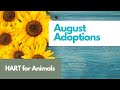 August Adoptions 2024