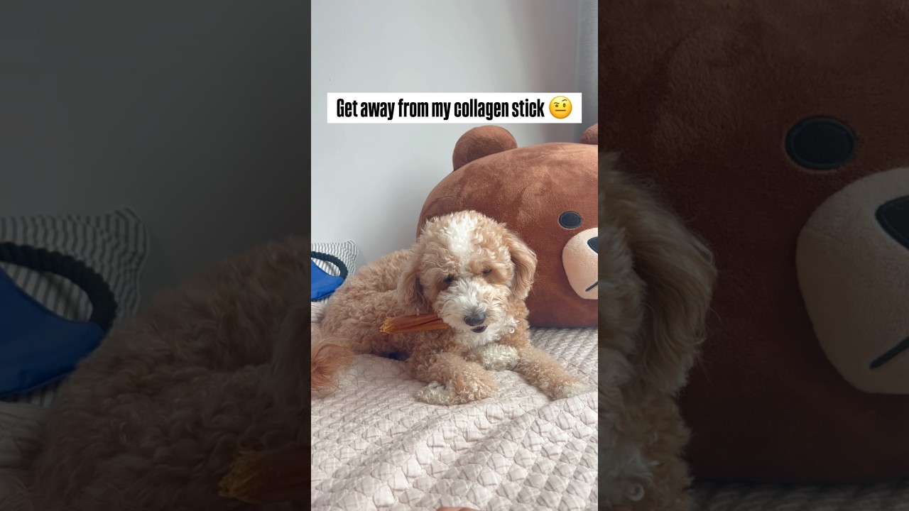 Can a girl just enjoy her collagen stick without being disturbed? 🙄🐾 