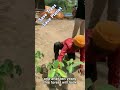 Save Trees #trending #youtubeshorts #shots #tree #heat #earth #saveplanet #savetrees #whatsappstatus