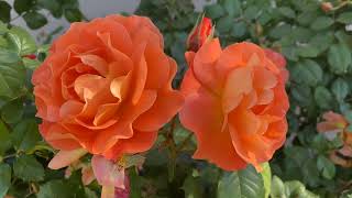 Sura Al Waqiah The Event سورة آل وقعة Beautiful Quran