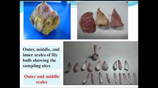 Source-Sink Relationships during Growth of 'Sorbonne' Lily